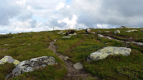 Sauer på Lunkefjell