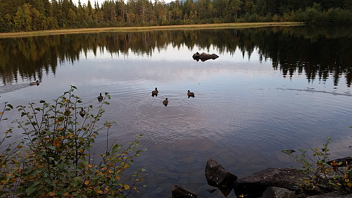 Idyllisk ved Kanalen i kveld