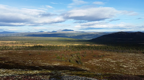 Mot Rendalssølen
