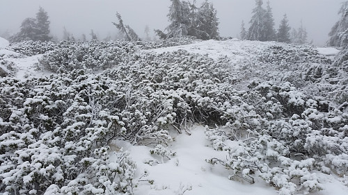 På Elgåsen