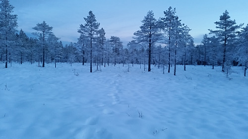 Langs Mesnaelva