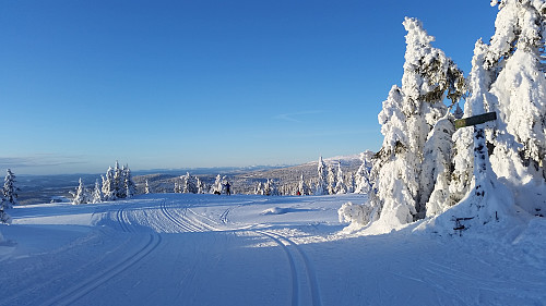 Appelsinhaugen