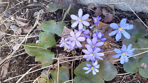 Det blomstrer i hagen
