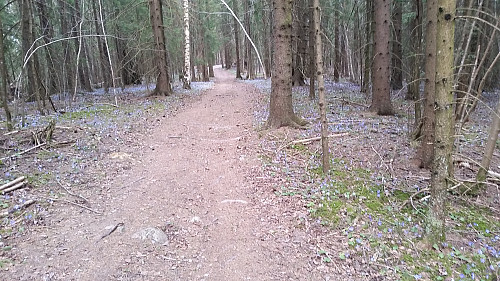Tepper med blåveis i skogen