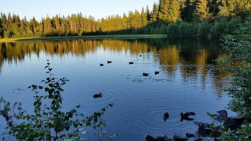 Fugleliv ved kanalen