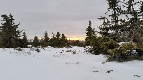 På Ytre Nysæterhøgda