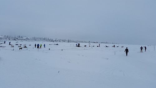 Livlig ved Kroksjøen