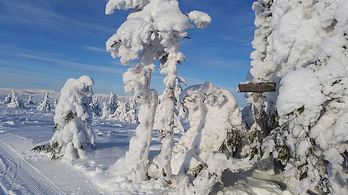 Høgest i løypa