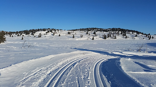 Ser Nysetra
