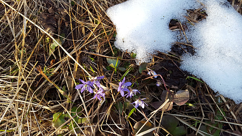 Blåveis ved snø