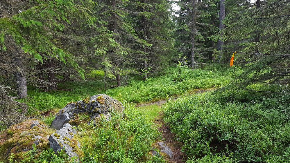 Kanthaugen