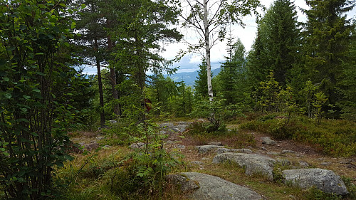 På Sauhaugen