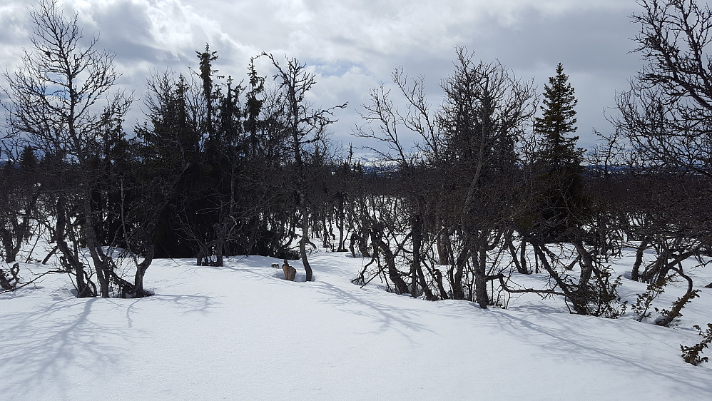 På Værskeitoppen