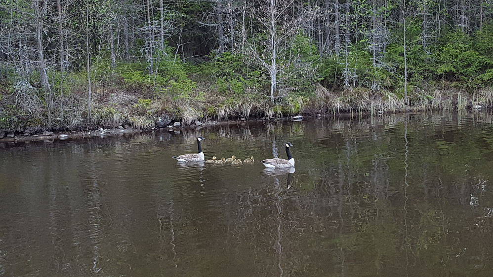 Kanadagås i Kanalen