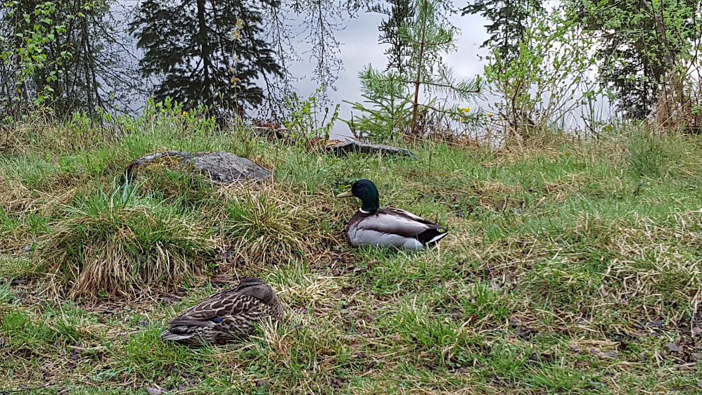 Ender ved Kroken 