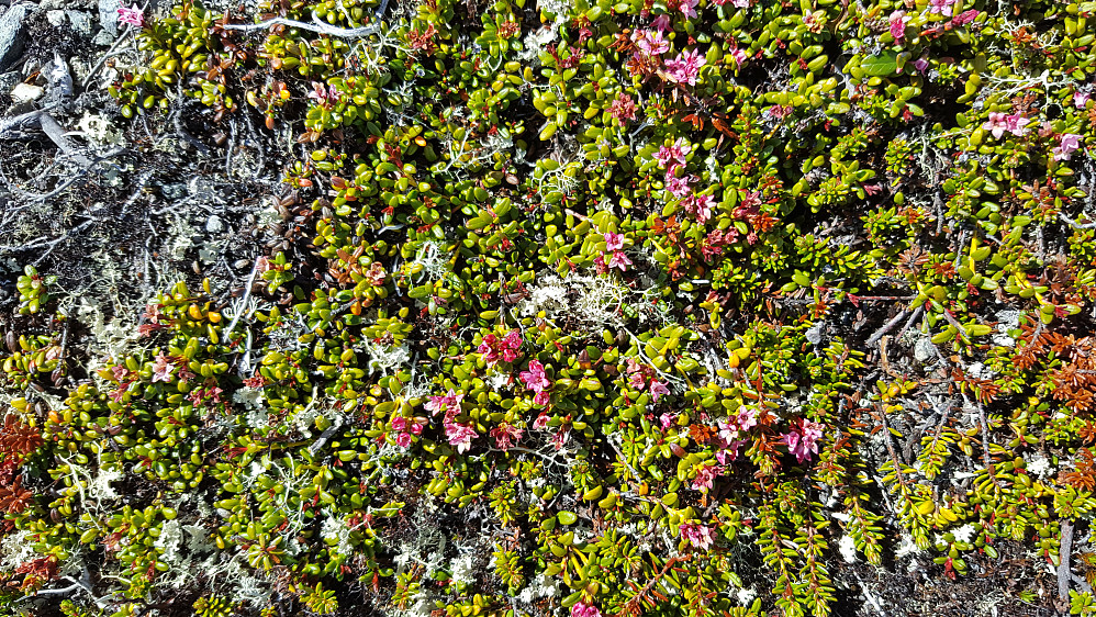 Greplyng på Ormtjernkampen