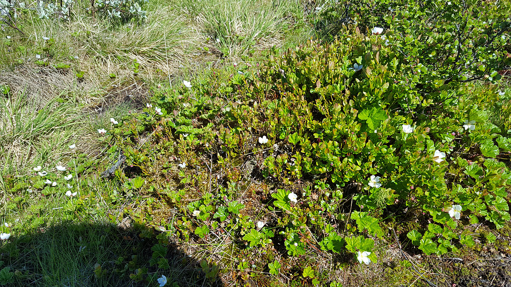 Molteblomstring