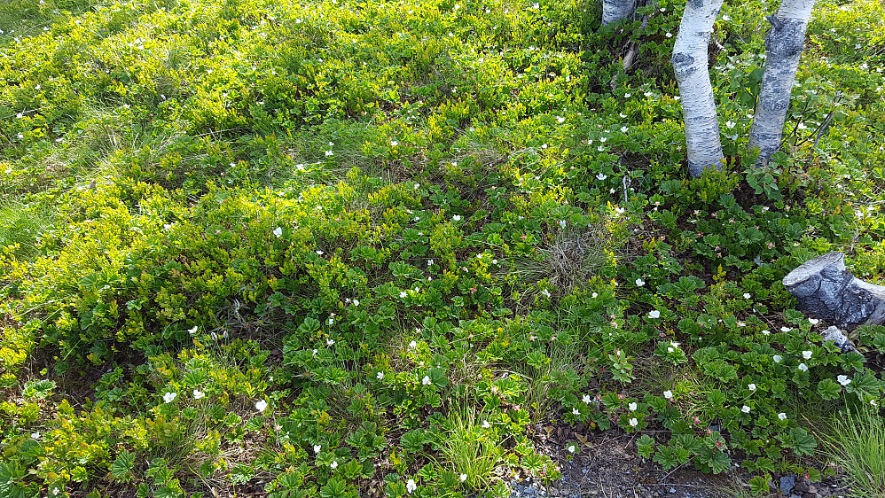Mye molteblomstring