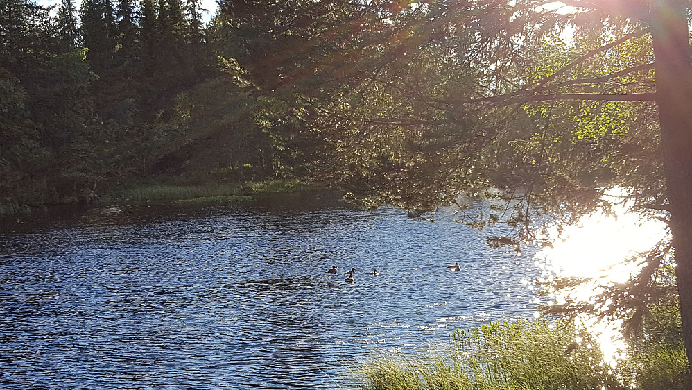Ved Krokbua
