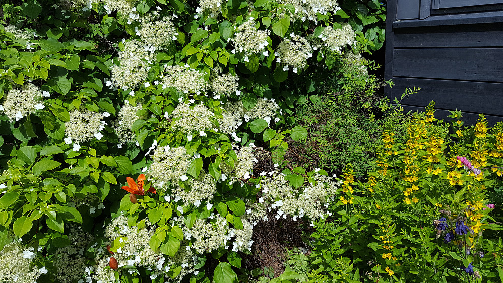 Nå blomstrer det fint hos meg
