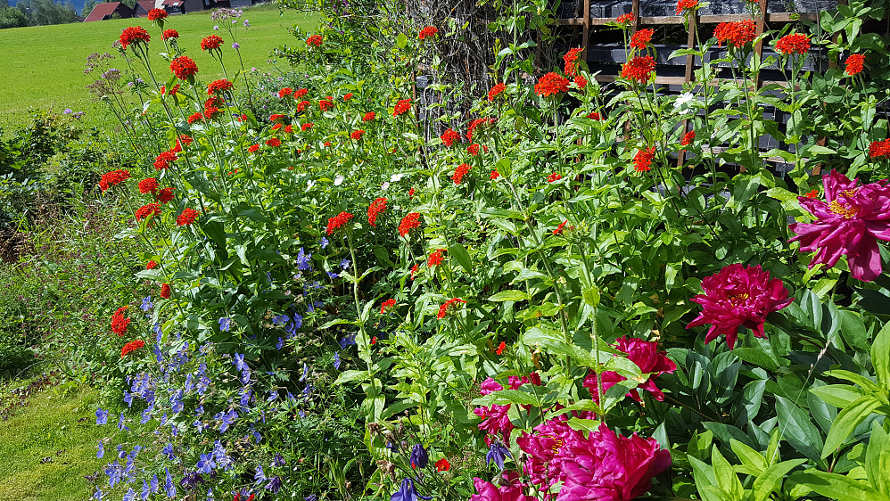 Nå blomstrer det fint hos meg