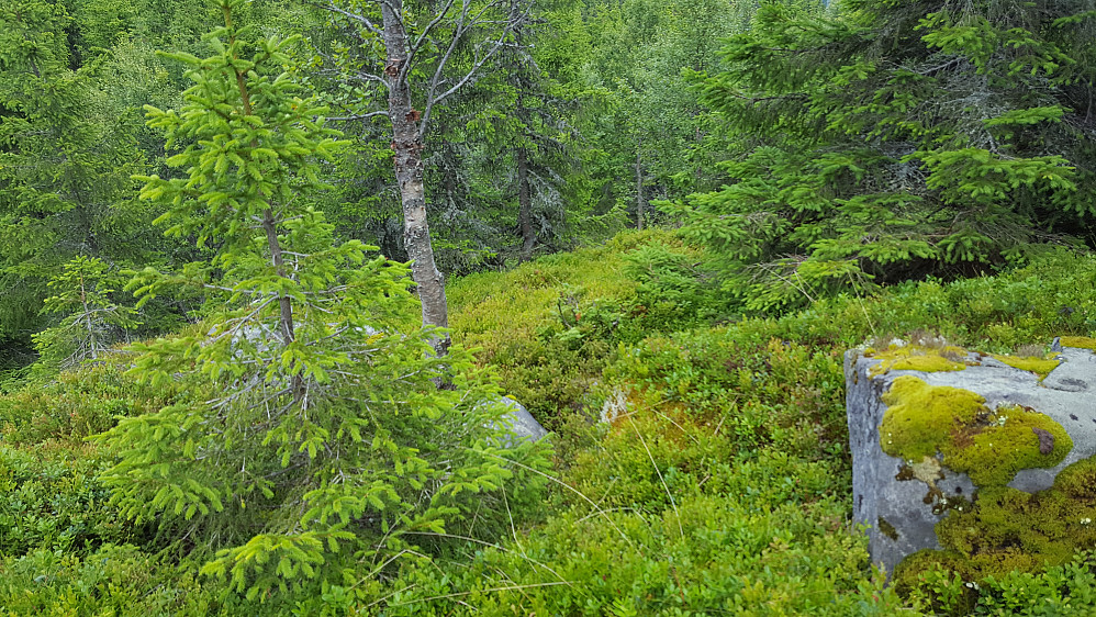 På Høgdahøgda