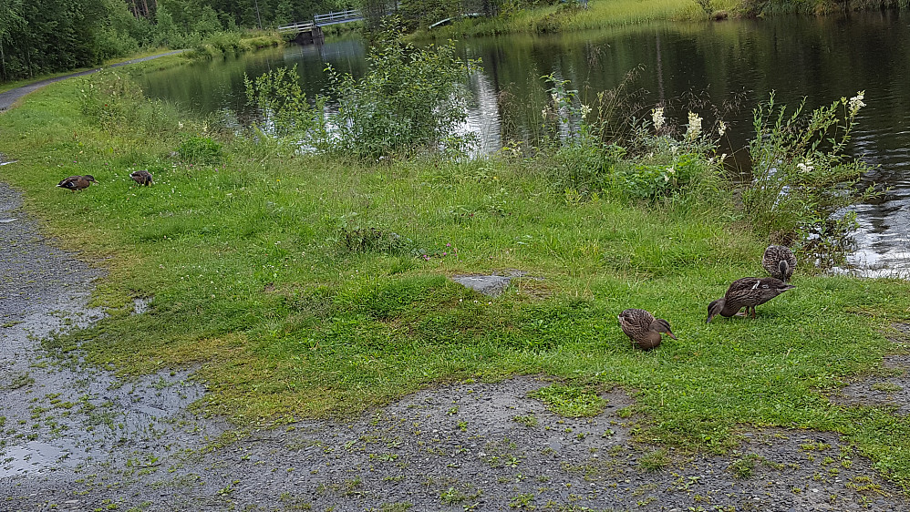 Ender ved Kroken