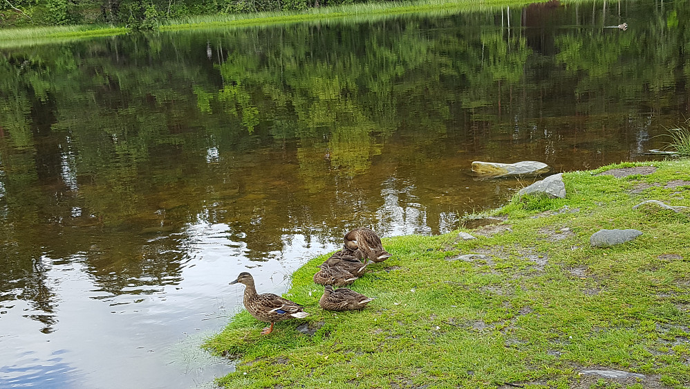 Ender ved Kroken