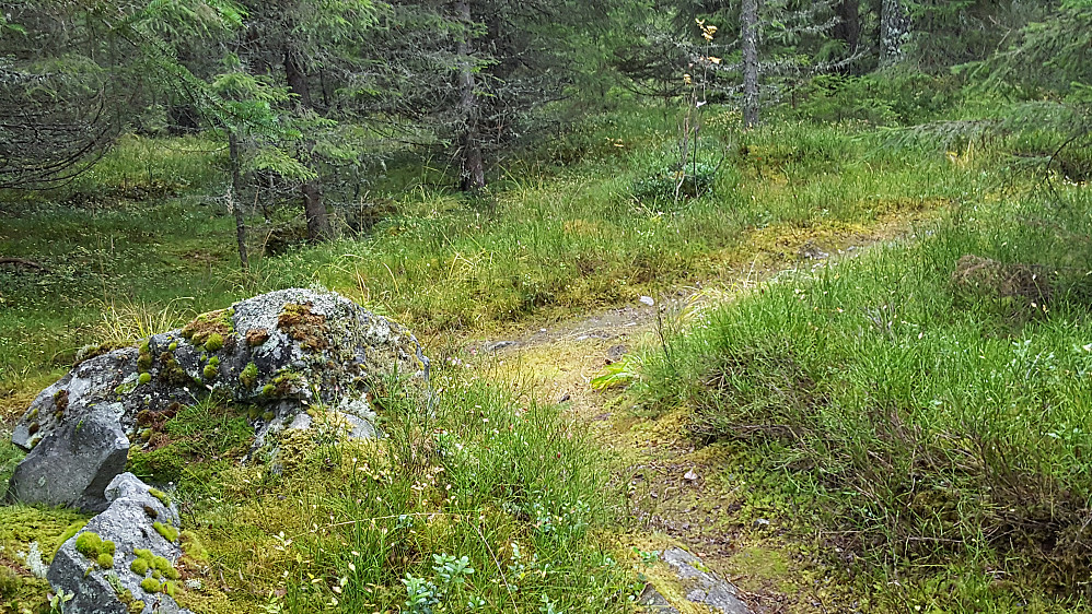 Kanthaugen