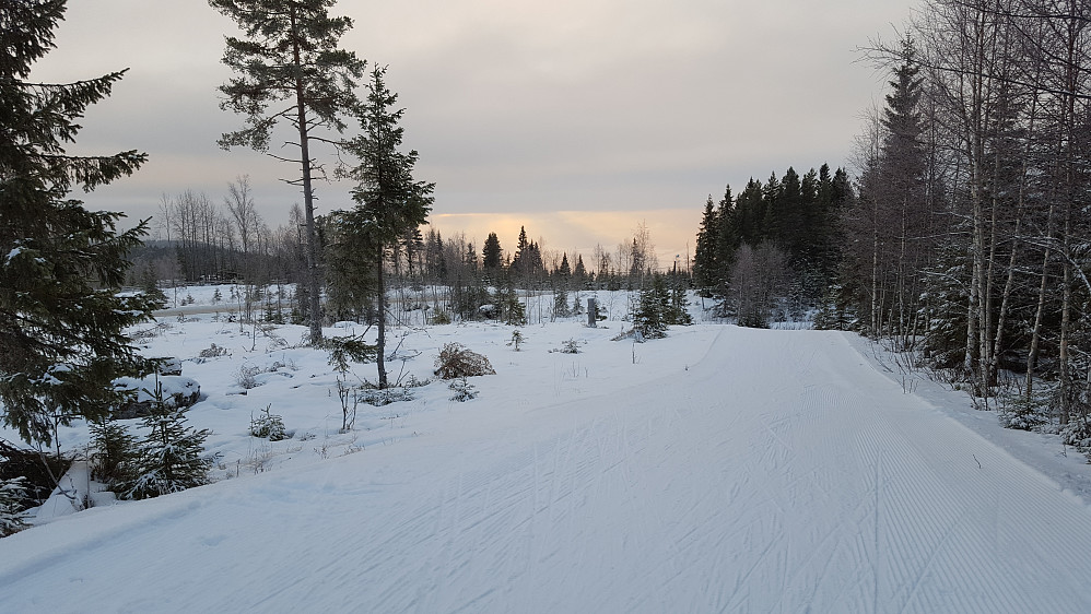 Lysning i skogen