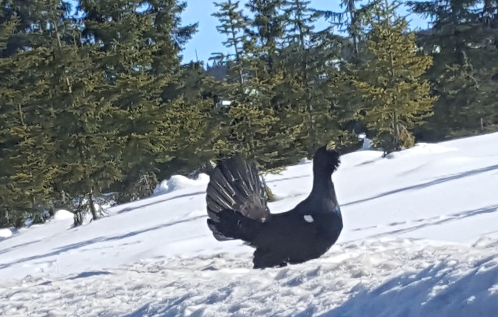 Måtte stoppe og se på denne karen på vei til Nordseter