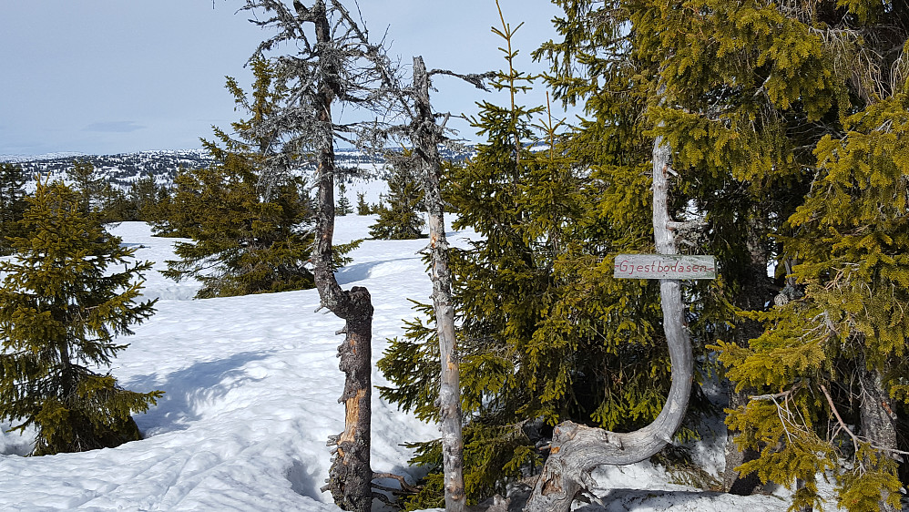 Gjestebodåsen
