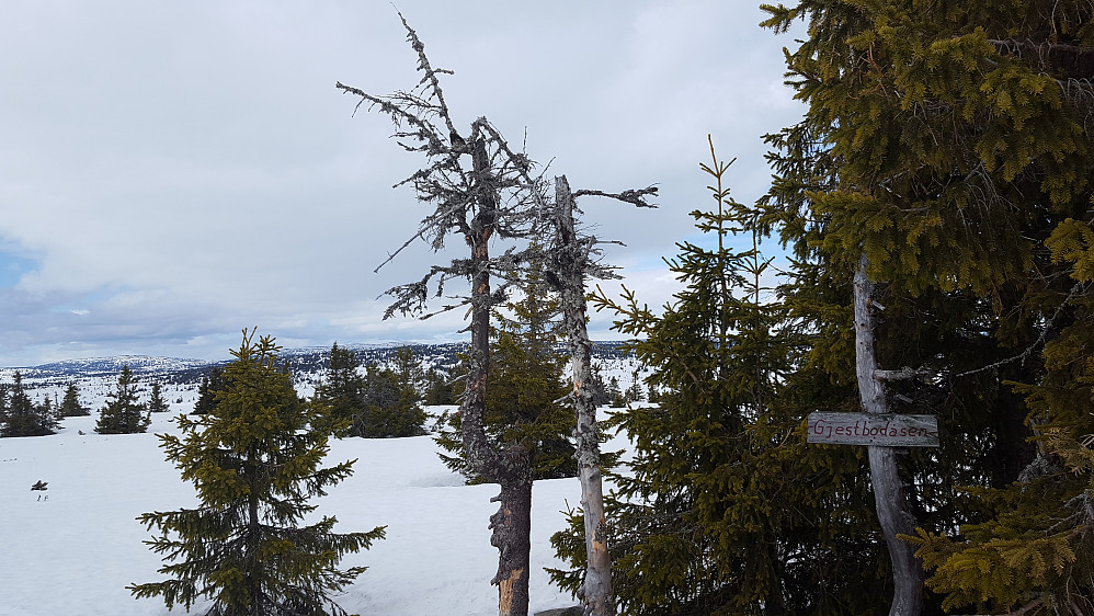 Gjestebodåsen