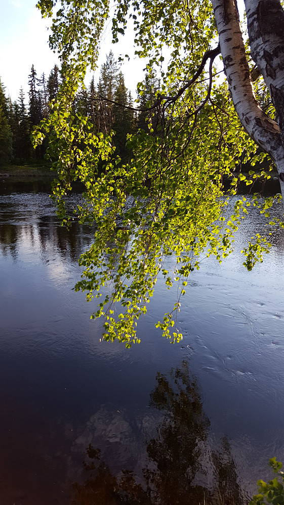 Ved Krokbua