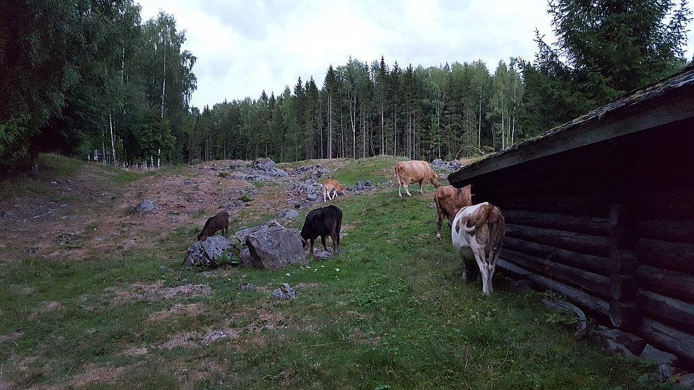 Ku på beite på Maihaugen