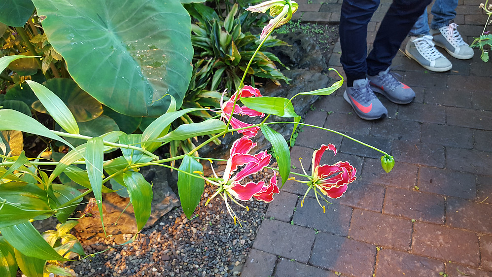 I Victoriahuset i Botanisk hage