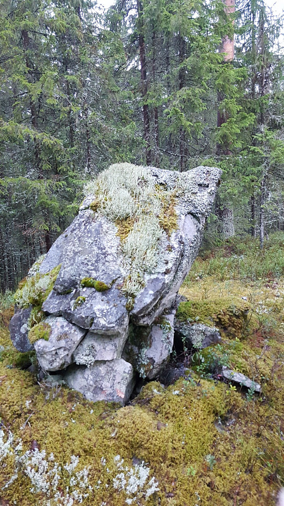 Torvmyra punkt 543