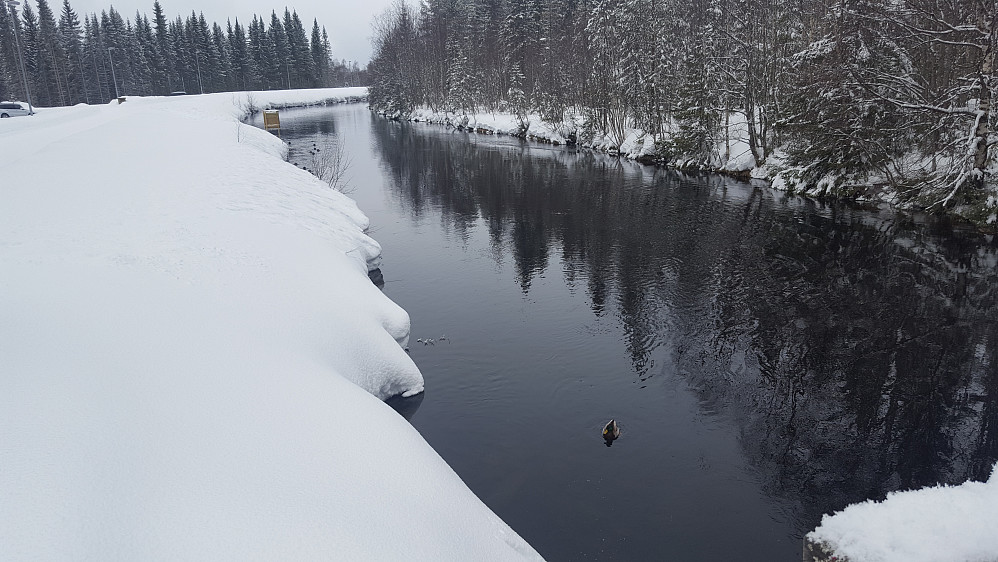 Fugleliv i Kanalen