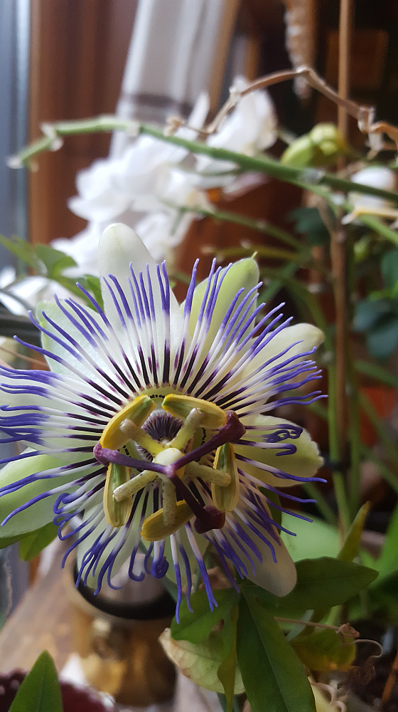 Og hjemme blomstrer pasjonsblomsten