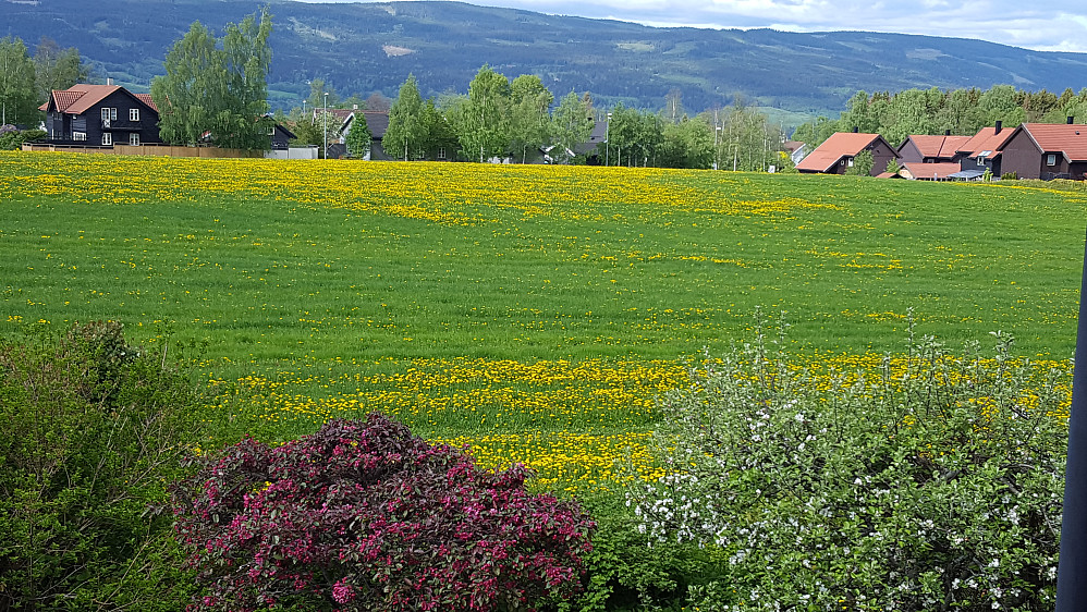 Blomstrende epletrær