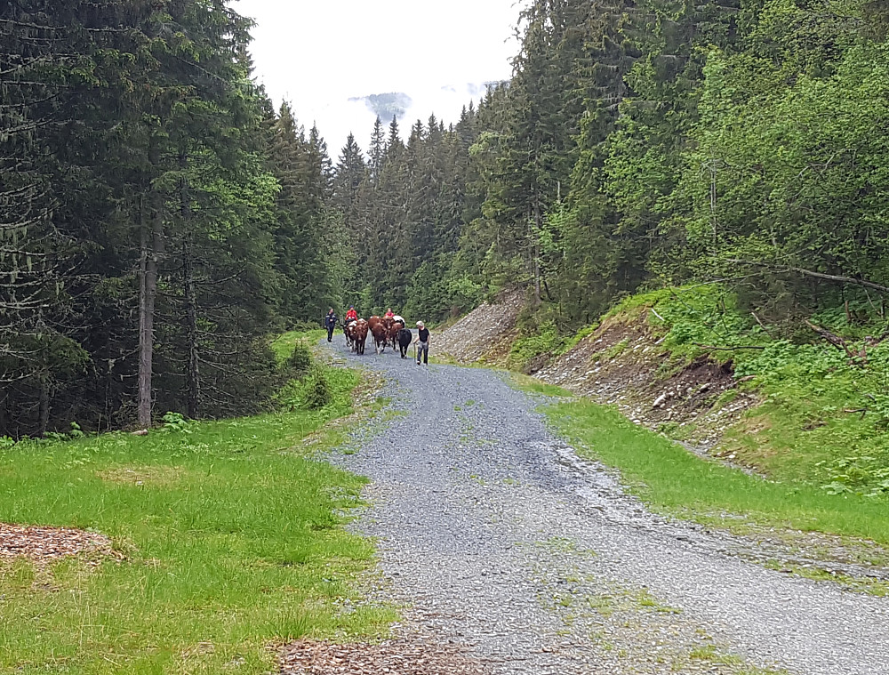 Per Ole, ungdyrene og hjelpere kommer til Prestsletta