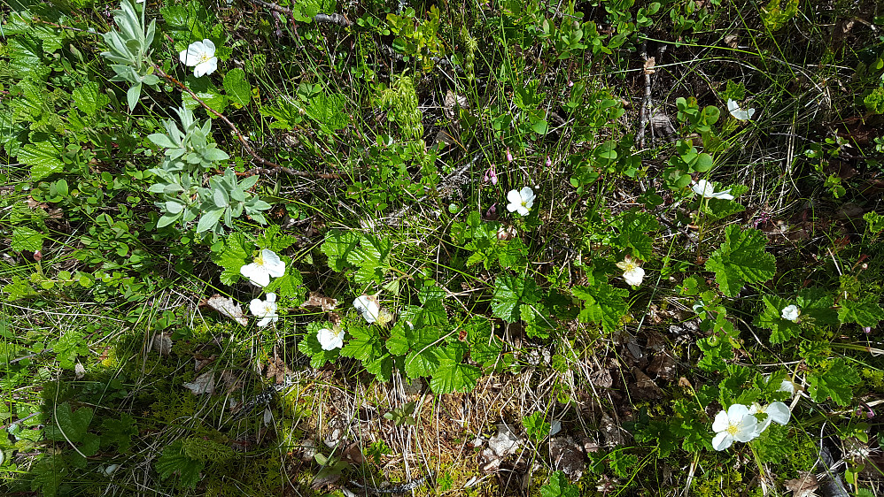 Molteblomstring 