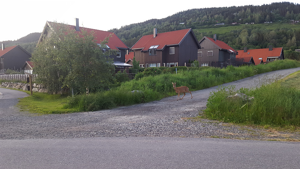 I Blestervegen