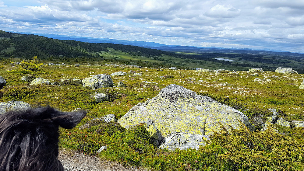 På tilbaketur, ser Gausdalsfjell og nordover Øyerfjellet
