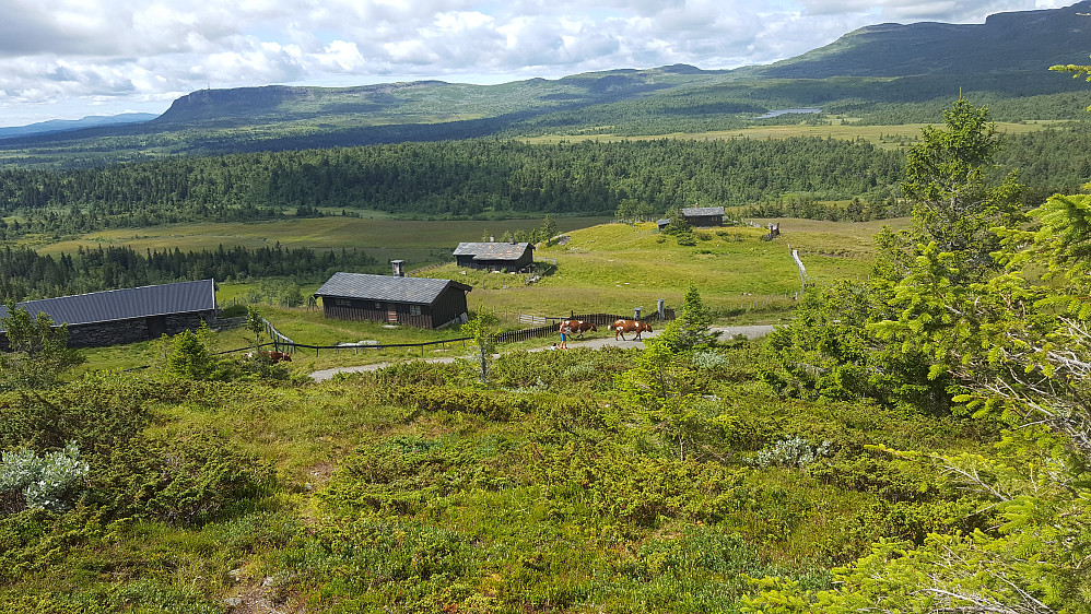 Linviksetra