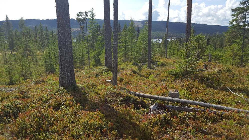 På Øyamoen