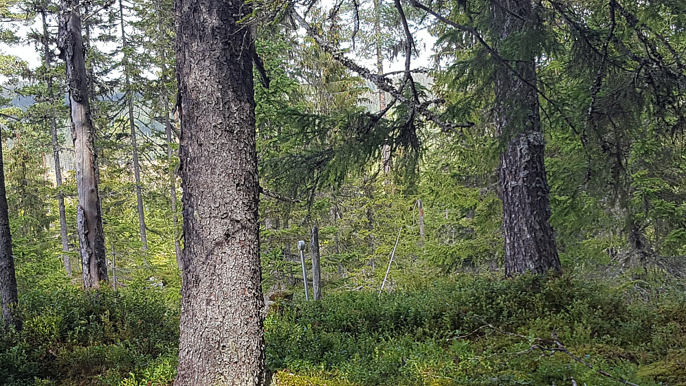 Ved Øyamoen