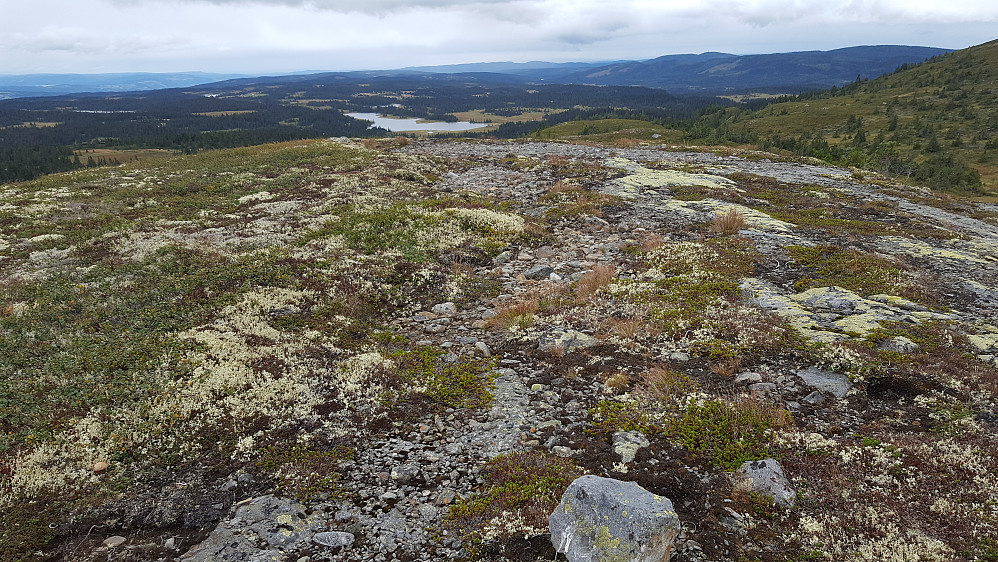 På Rævskorotjernhaugen

