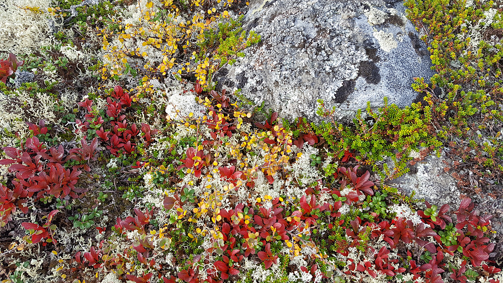 Farger i fjellet nå