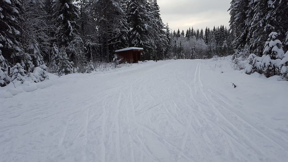 Ved Hammerkoia